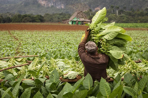 Los Agricultores Tabaco Recogen Hojas Tabaco Hermoso Paisaje Verde Con — Foto de Stock