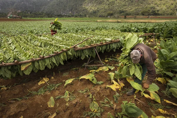 Tabákoví Farmáři Sbírající Tabákové Listy Krásné Zelené Krajině Místním Domem — Stock fotografie
