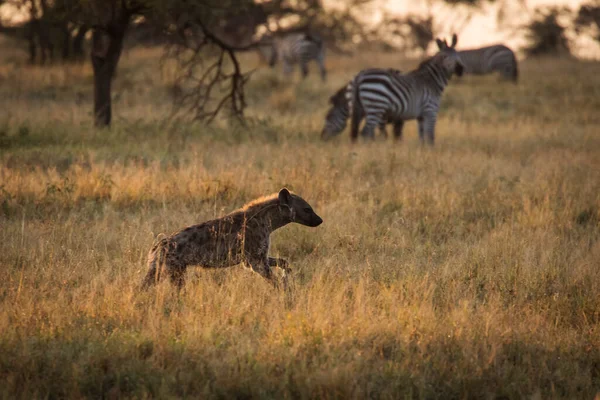 Afrikai Hiéna Zebrákkal Háttérben Gyönyörű Tájon Serengeti Nemzeti Parkban Szafari Jogdíjmentes Stock Fotók