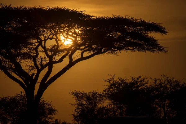 Дерево Акация Сафари Национального Парка Серенгети Танзании Красивым Восходом Солнца Лицензионные Стоковые Фото