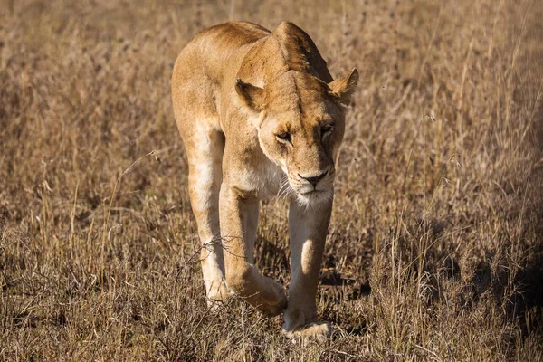 Closeup Lioness Coming Straight Camera Grass Safari Serengeti National Park Royalty Free Stock Images