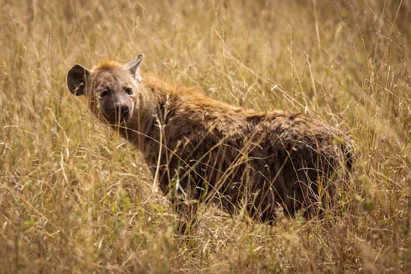 Hyena Trávě Během Safari Národním Parku Serengeti Tanzanii Divoká Povaha Stock Snímky