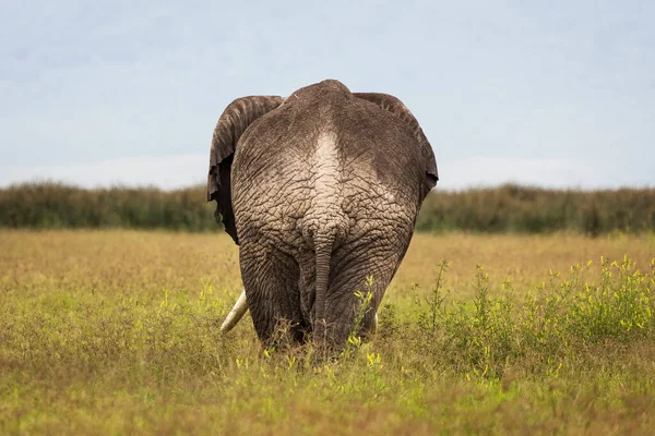 Elephant Eating Grass Safari National Park Ngorongoro Tanzania Wild Nature Stock Image