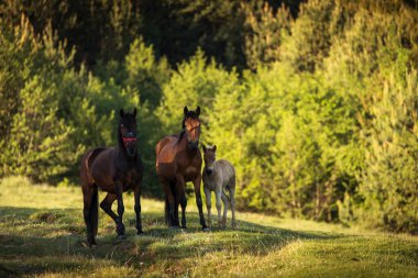 Yeşil bir arazide güzel atlar. Comanesti, Romanya.