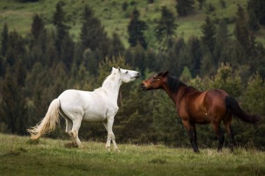 Arka planda köknar ağaçları olan yeşil bir arazide oynayan iki güzel at. Comanesti, Romanya.