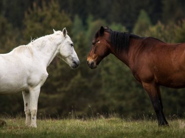 Arka planda köknar ağaçları olan yeşil bir arazide oynayan iki güzel at. Comanesti, Romanya.
