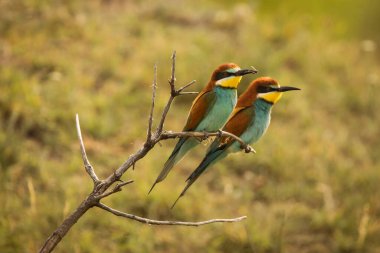 Güzel ve renkli bir arı yiyici Çubuğun üzerinde doph arka planda