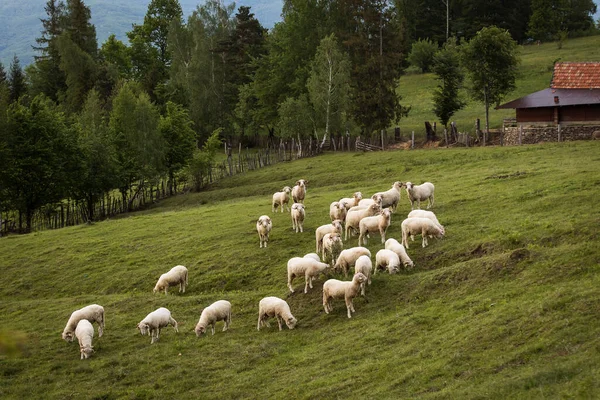 Owce Wsi Zielonym Tle Tworząc Piękny Krajobraz — Zdjęcie stockowe