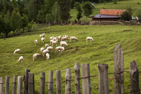 Овцы Деревенской Стороне Зеленым Фоном Создавая Красивый Пейзаж — стоковое фото