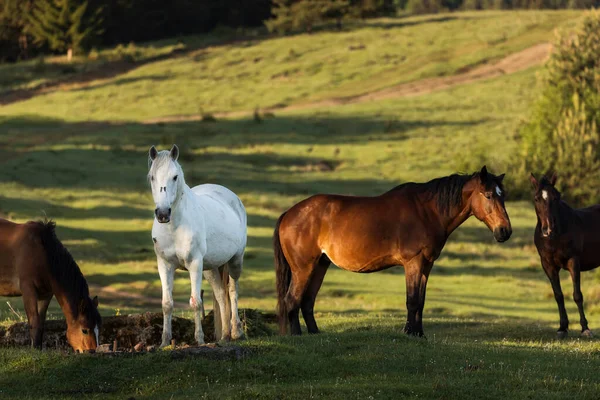 Bellissimi Cavalli Paesaggio Verde Comanesti Romania — Foto Stock