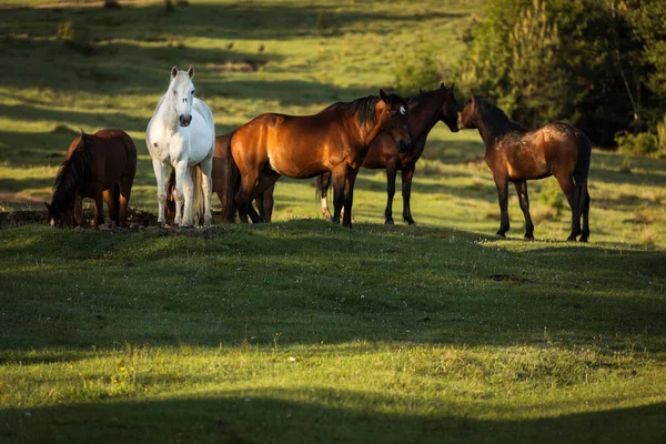 Bellissimi Cavalli Paesaggio Verde Comanesti Romania — Foto Stock