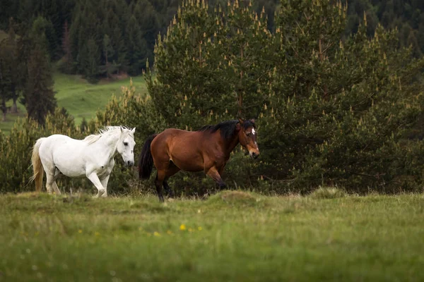 Mooie Twee Paarden Spelen Een Groen Landschap Met Dennenbomen Achtergrond — Stockfoto