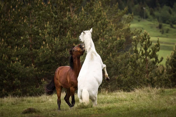 Schöne Zwei Pferde Spielen Auf Einer Grünen Landschaft Mit Tannen — Stockfoto