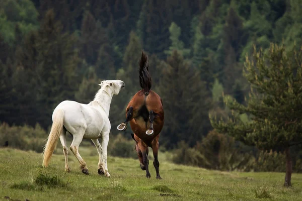 Mooie Twee Paarden Spelen Een Groen Landschap Met Dennenbomen Achtergrond — Stockfoto