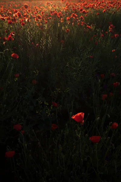 日の出の間にアヘンケシの完全な美しい赤いフィールドの風景 — ストック写真