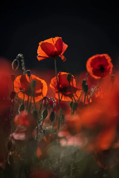 Vackert Rött Fält Landskap Fullt Opiumvallmo Soluppgången — Stockfoto