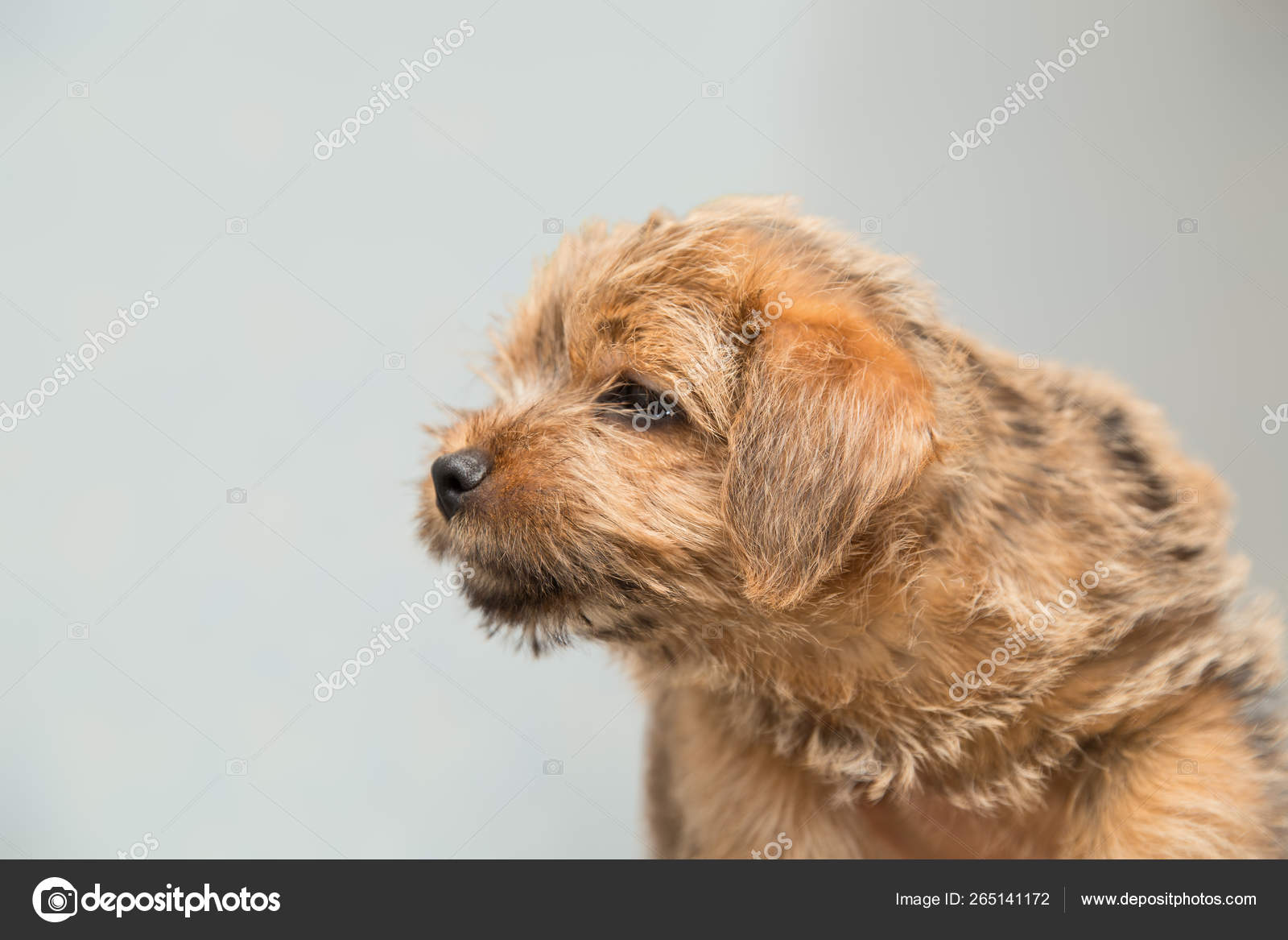 Norfolk Terrier Puppy Stock Photo Image By C Yuliab Norfolk Terrier Puppy Stock Photo Image By C Yuliab