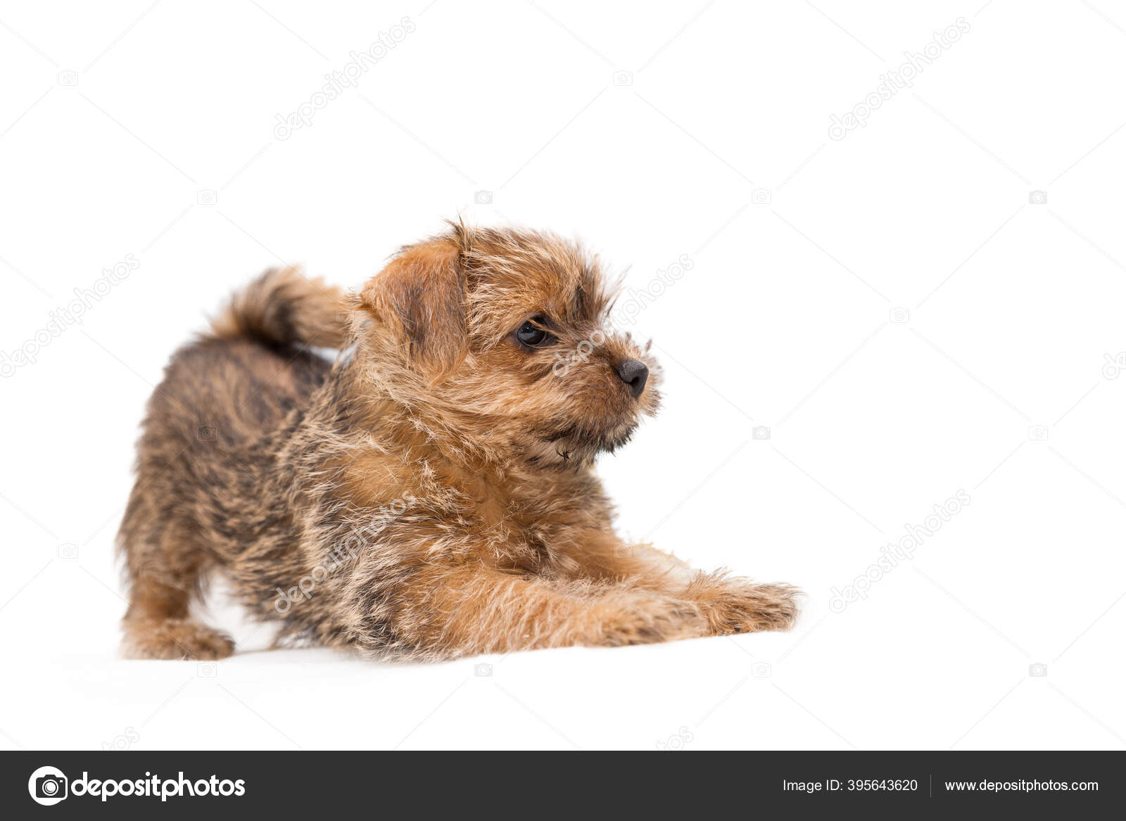 95 Norfolk Terrier Pictures Norfolk Terrier Stock Photos Images Depositphotos 95 Norfolk Terrier Pictures Norfolk Terrier Stock Photos Images Depositphotos
