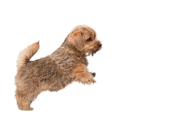 67 Norfolk Terrier Puppy Pictures Norfolk Terrier Puppy Stock Photos Images Depositphotos 67 Norfolk Terrier Puppy Pictures Norfolk Terrier Puppy Stock Photos Images Depositphotos
