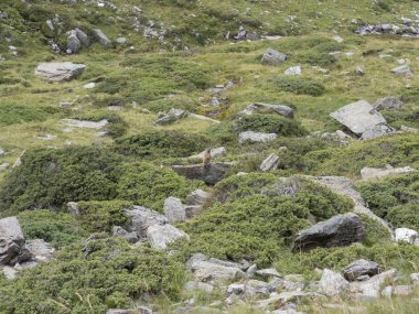 2018 Ağustos 19th Senales Vadisi, trentino alto adige ülke trekking gün Dağı'nda