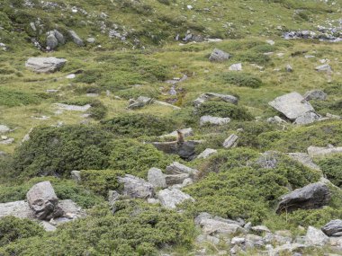 2018 Ağustos 19th Senales Vadisi, trentino alto adige ülke trekking gün Dağı'nda