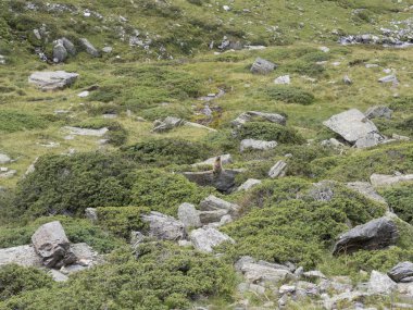 2018 Ağustos 19th Senales Vadisi, trentino alto adige ülke trekking gün Dağı'nda