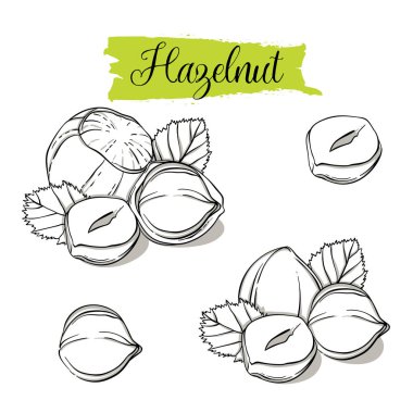 Elle çizilmiş kroki tarzı fındık ayarlayın. Tek, Grup tohumu, fındık nutshells grubunda. Organik fındık, beyaz arka plan üzerinde izole vektör doodle resimler koleksiyonu.