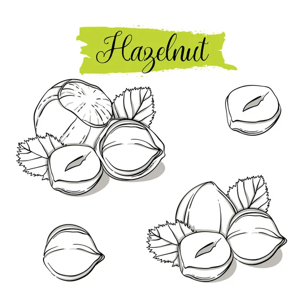 Hand Drawn Sketch Style Hazelnut Set Single Group Seeds Hazelnut — Stock Vector
