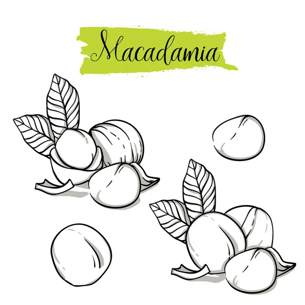 Χέρι Σκίτσο Στυλ Macadamia Σετ Ενιαίο Ομάδα Σπόροι Macadamia Καρυδότσουφλα — Διανυσματικό Αρχείο