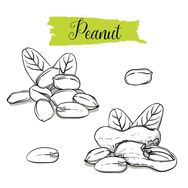 Dibujo Dibujado Mano Estilo Peanut Set Semillas Individuales Grupo Cacahuete — Vector de stock