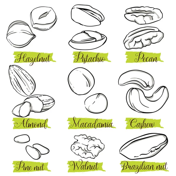 Handgezeichnete Skizze Stil Nüsse Und Samen Set Pinienkerne Pistazie Mandel — Stockvektor