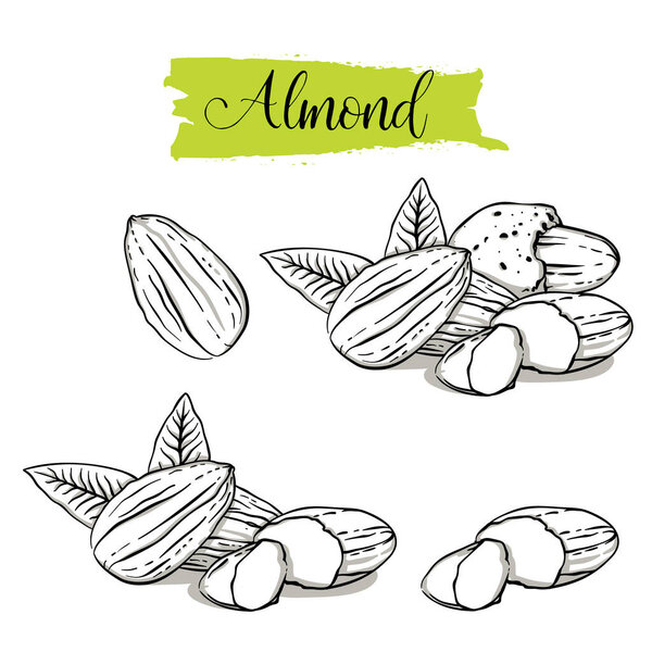 Hand drawn sketch style almond set. Single, group seeds, almond in nutshells group. Organic nut, vector doodle illustrations collection isolated on white background.