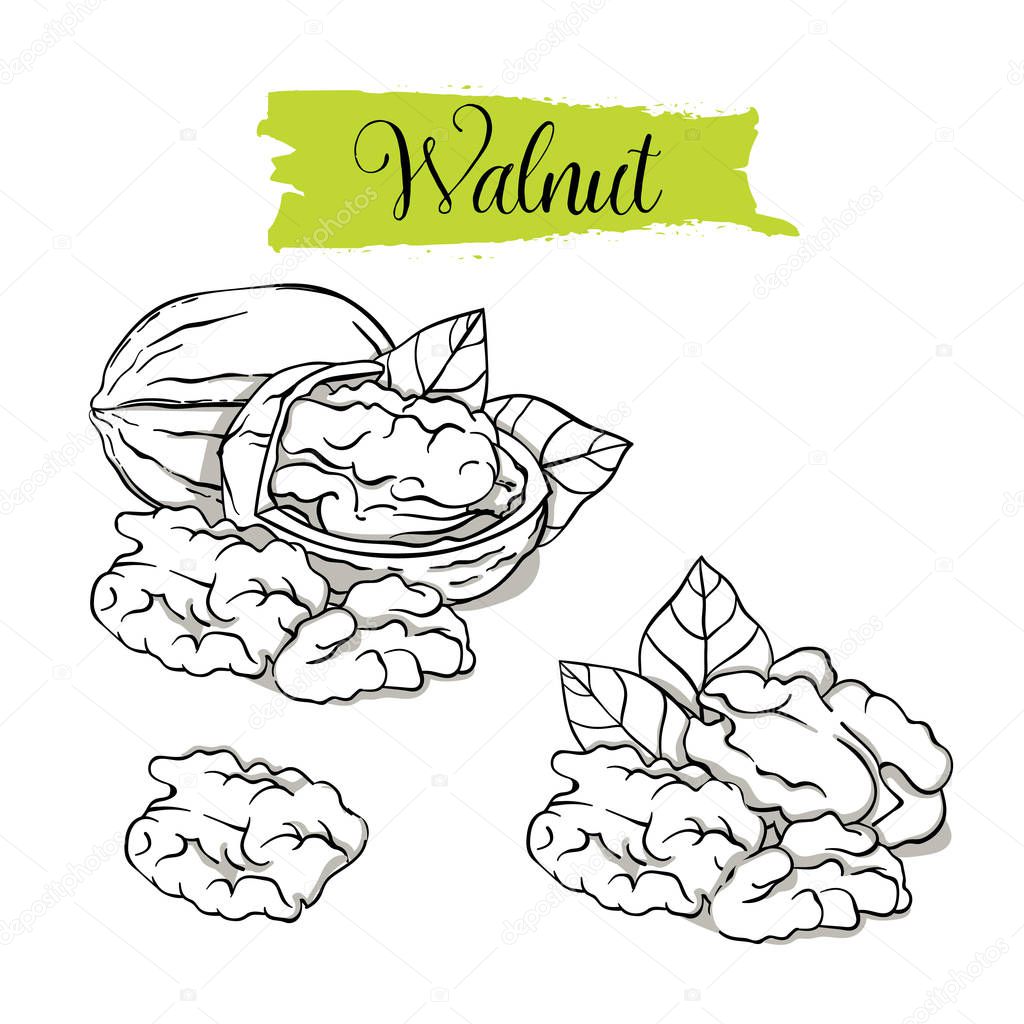 Hand drawn sketch style walnut set. Single, group seeds, walnut in nutshells group. Organic nut, vector doodle illustrations collection isolated on white background.