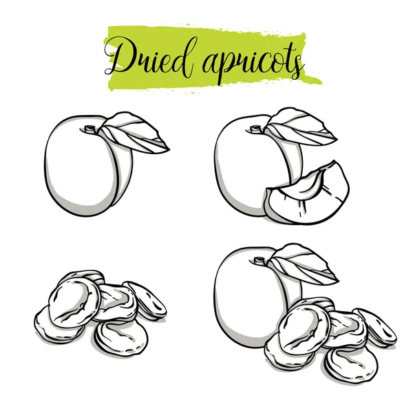 Esquisse Dessinée Main Style Abricot Ensemble Fruits Simples Groupe Abricots — Image vectorielle