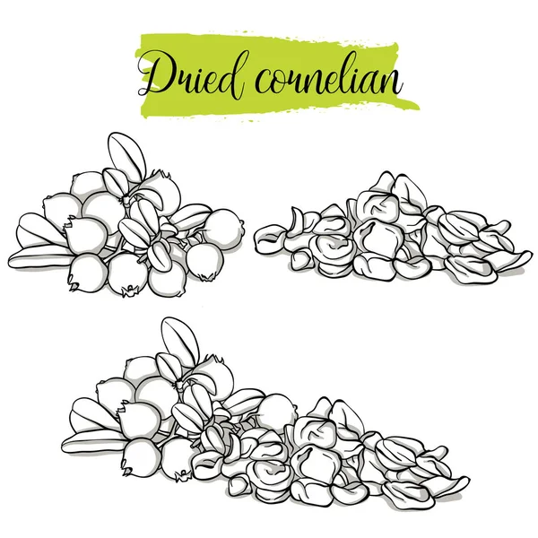 Dibujo Dibujado Mano Estilo Cornelian Conjunto Solo Frutas Grupo Dogwood — Archivo Imágenes Vectoriales