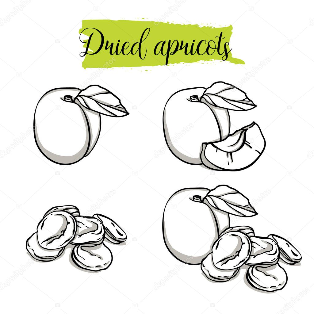 Hand drawn sketch style Apricot set. Single, group fruits, dried apricots. Organic food, vector doodle illustrations collection isolated on white background.