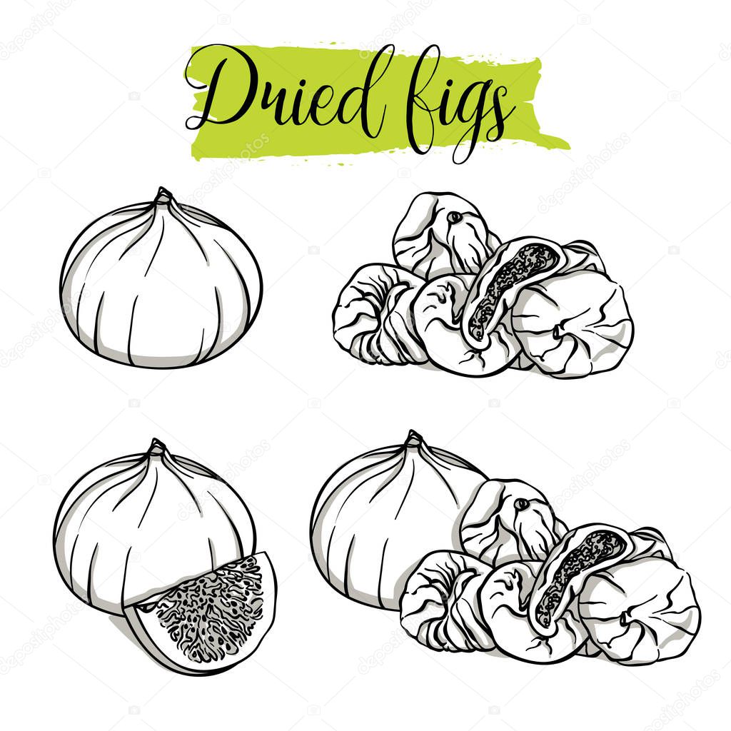 Hand drawn sketch style Fig set. Single, group fruits, slices, dried Figs. Organic food, vector doodle illustrations collection isolated on white background