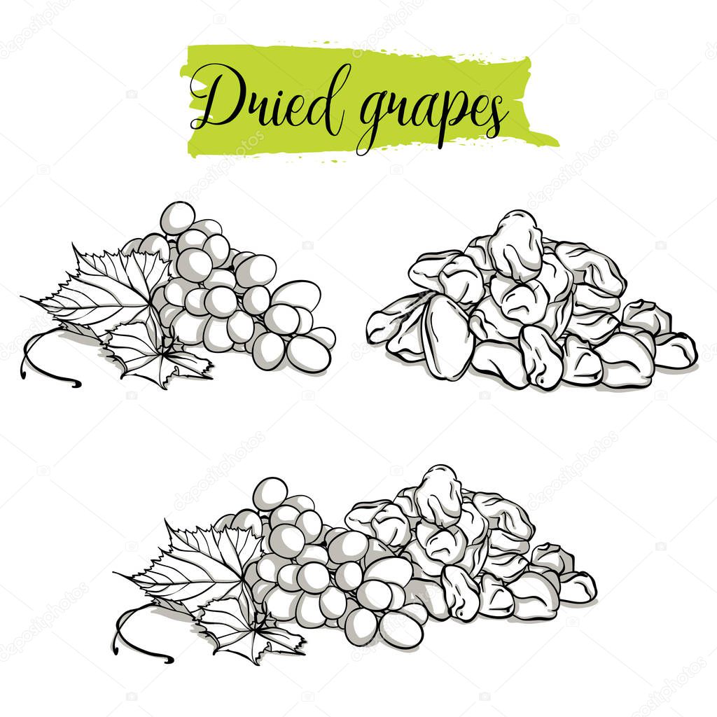 Hand drawn sketch style Grapes set. Single, group fruits, dried, raisin, branch of grapes. Organic food, vector doodle illustrations collection isolated on white background