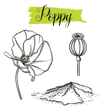 Güzel vektör el Poppy, tohum çekilmiş. Organik gıda, beyaz arka plan üzerinde izole vektör doodle resimler koleksiyonu.