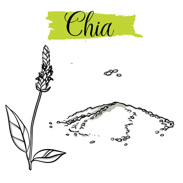 Beau Vecteur Dessiné Main Chia Graines Alimentation Biologique Collection Illustrations — Image vectorielle