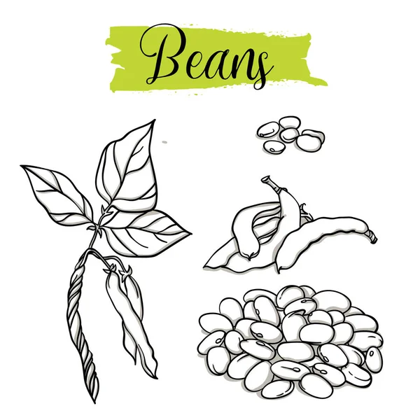 美丽的向量手拉豆有机 有机食品 矢量涂鸦插图收集查出的白色背景 — 图库矢量图片