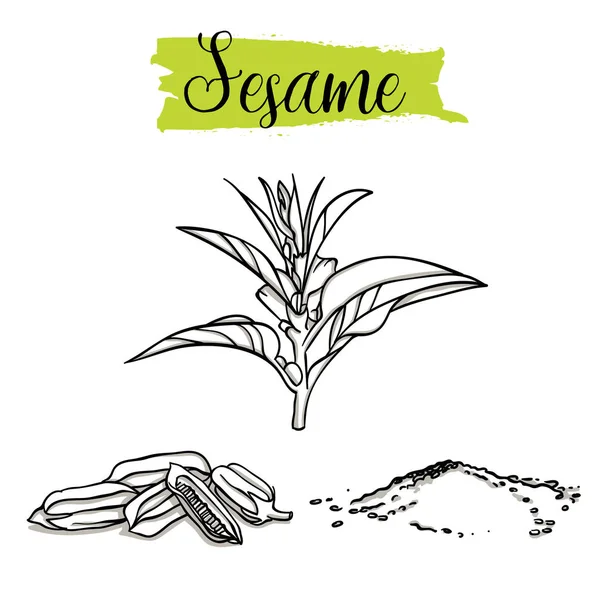 Beau Vecteur Dessiné Main Sésame Graines Alimentation Biologique Collection Illustrations — Image vectorielle