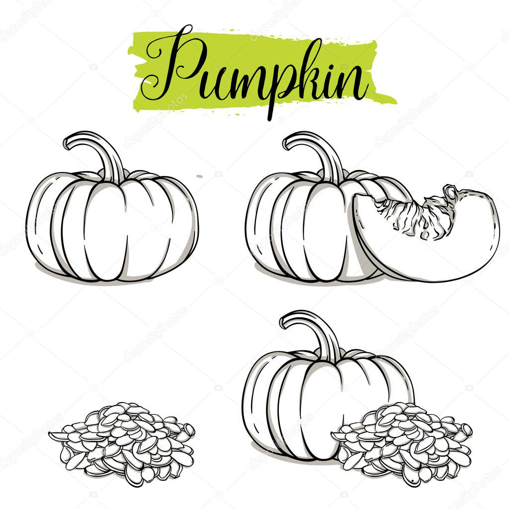 Beautiful vector hand drawn Pumpkin, seeds. Organic food, vector doodle illustrations collection isolated on white background