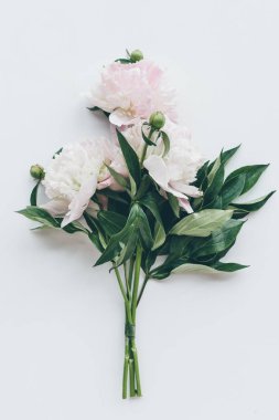 güzel hafif pembe peonies beyaz yaprakları ile üstten görünüm