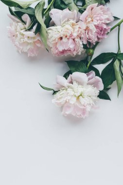 beyaz yaprakları ile hafif pembe peonies üstten görünüm