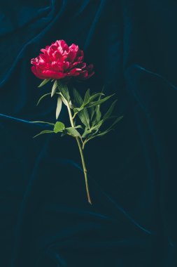 bir pembe şakayık üstten görünüm koyu kumaş üzerine