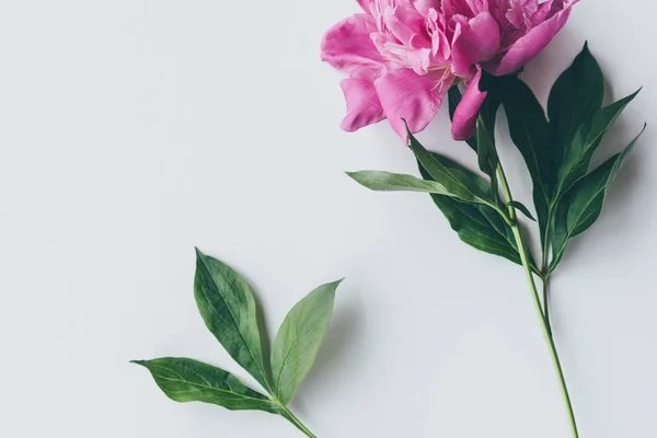 葉に白とピンクの牡丹の花のトップ ビュー — ストック写真
