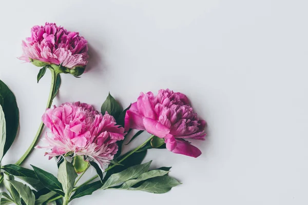 Top View Pink Peony Bloom Leaves White — Stock Photo, Image