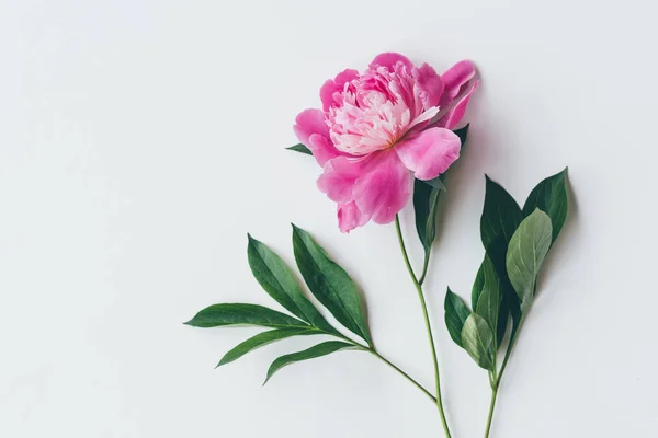 Vista Superior Uma Peônia Rosa Com Folhas Isoladas Branco — Fotografia de Stock