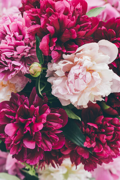 вид сверху на розовую цветущую текстуру пиона
